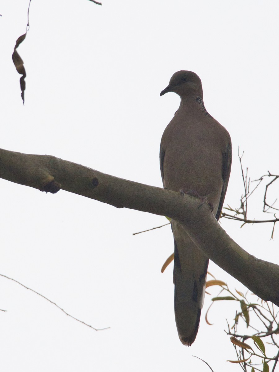 Spotted Dove - ML618410266