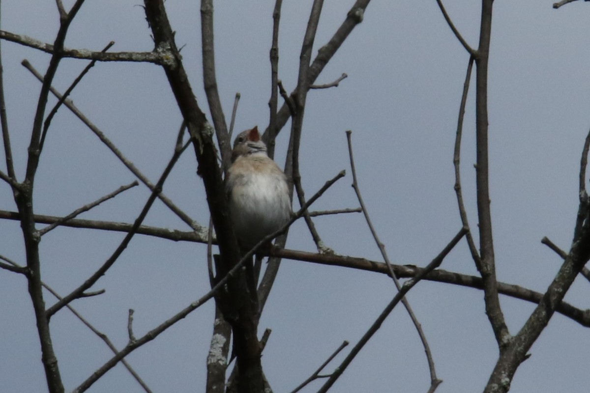 Field Sparrow - ML618410267