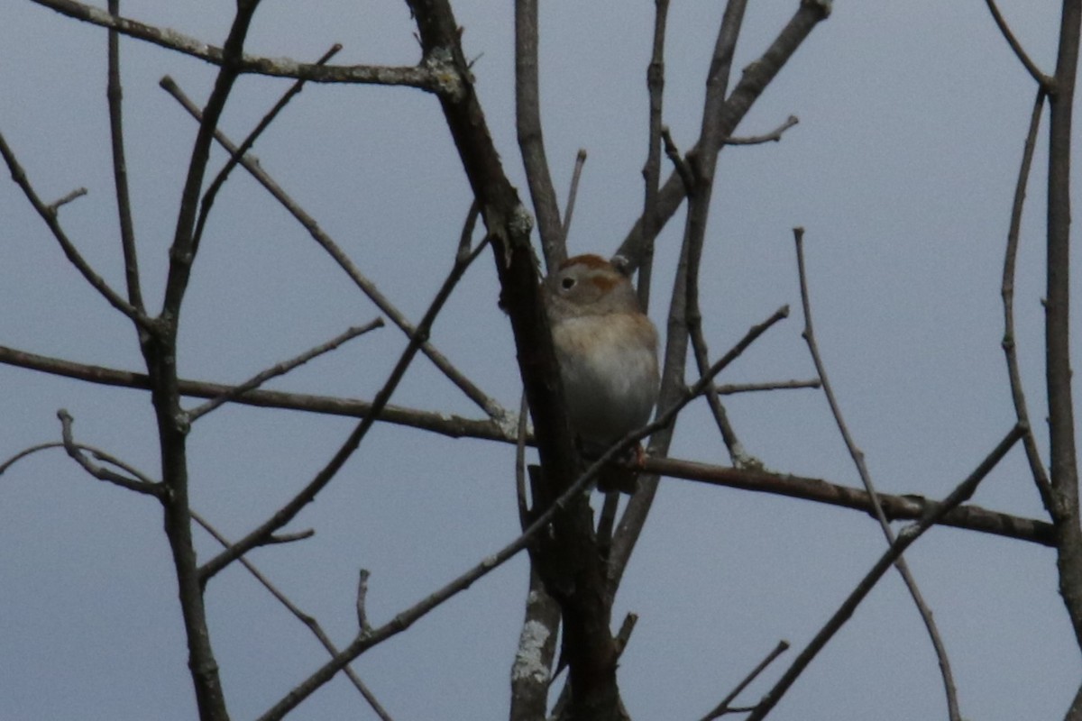 Field Sparrow - ML618410268
