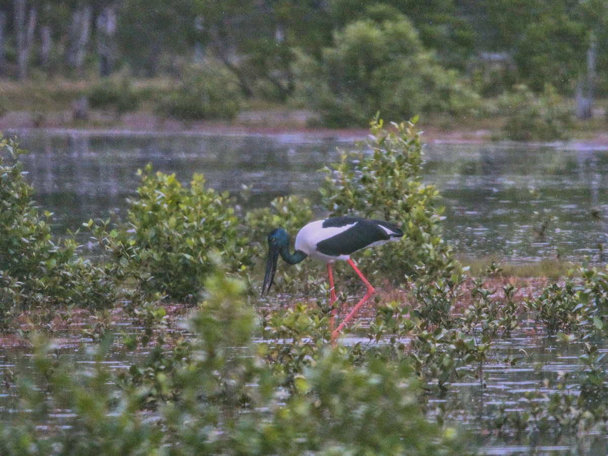 Black-necked Stork - ML618410282
