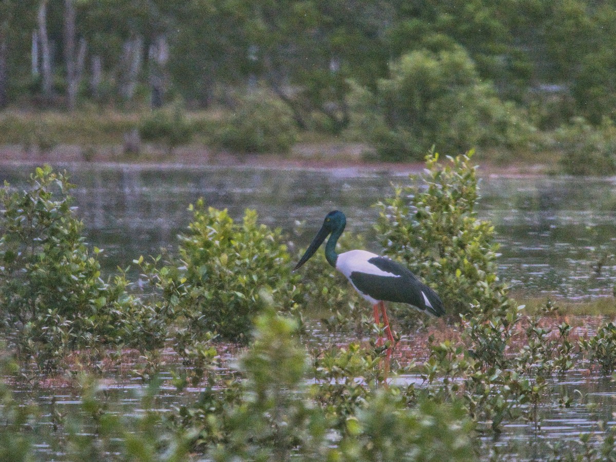 Black-necked Stork - ML618410284