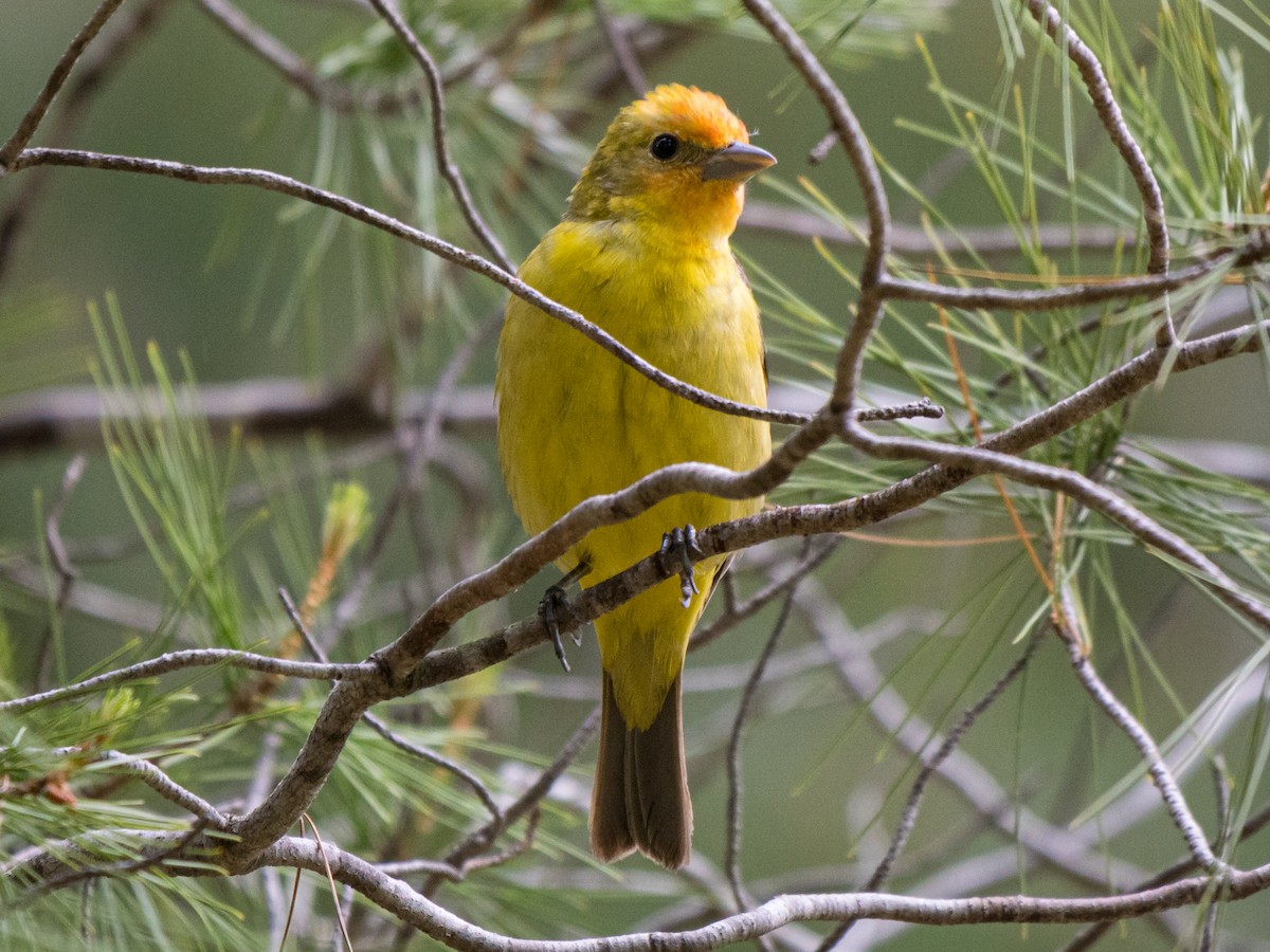 Western Tanager - ML618410327