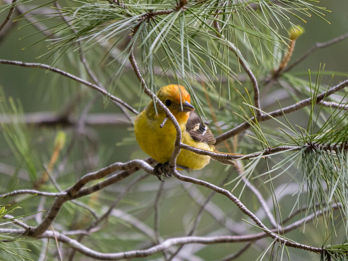 Western Tanager - ML618410328