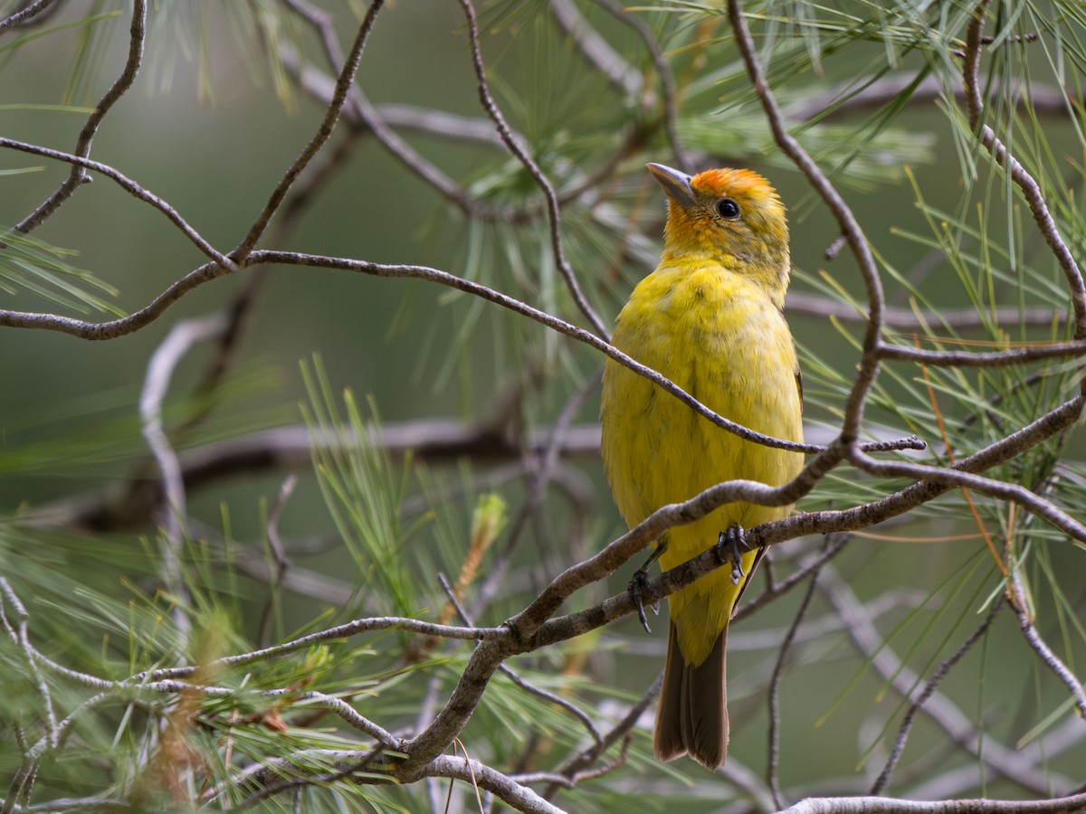 Western Tanager - ML618410329