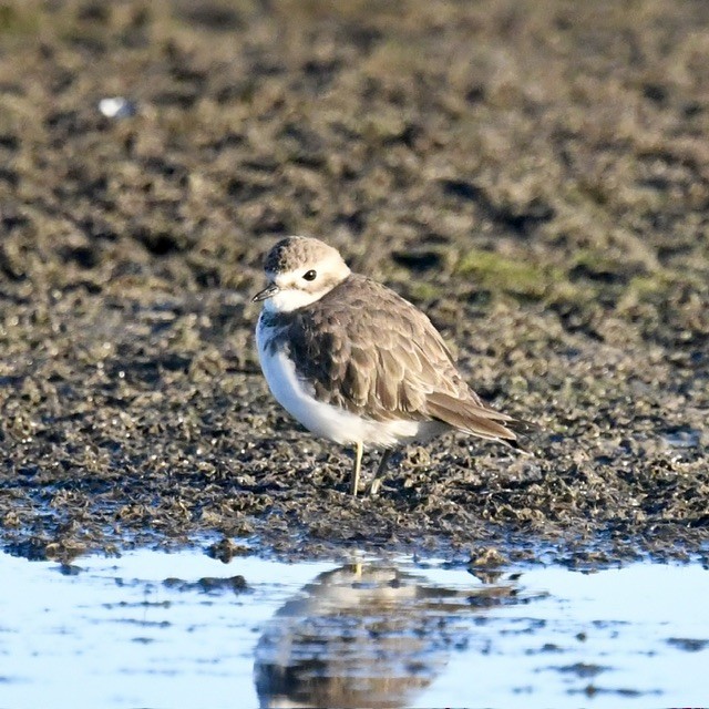 Double-banded Plover - ML618410350