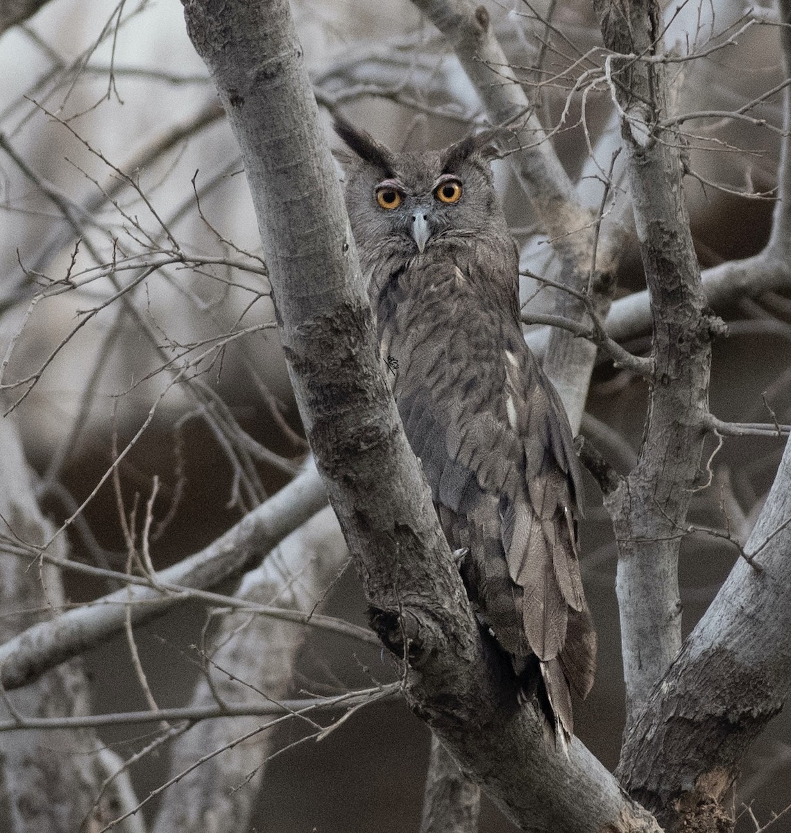 Dusky Eagle-Owl - ML618410371
