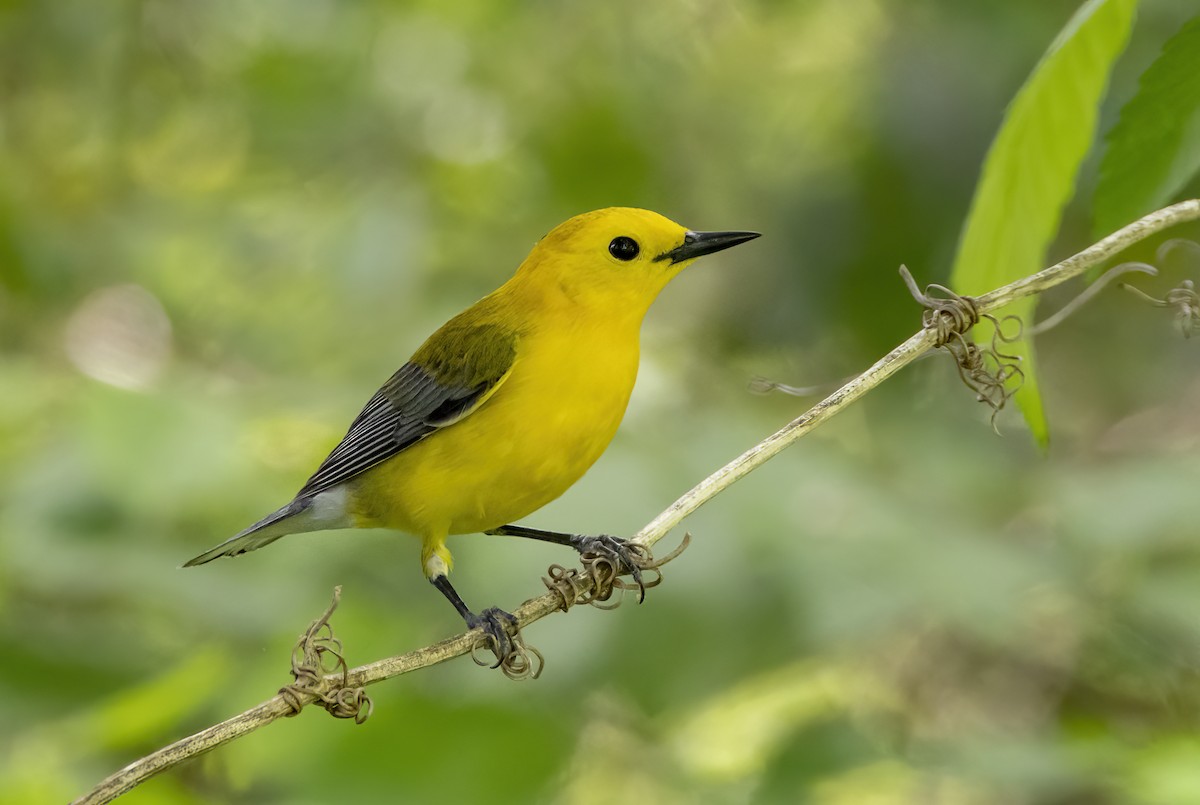 Prothonotary Warbler - ML618410392