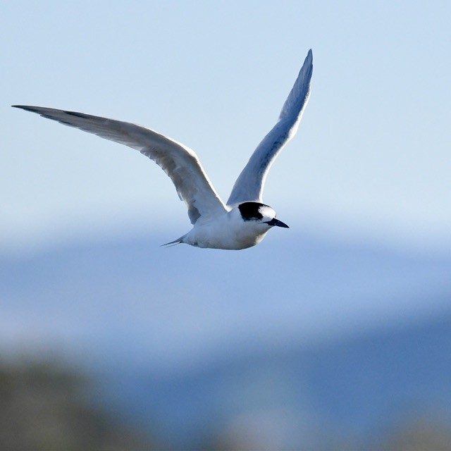 White-fronted Tern - ML618410417