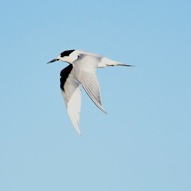 White-fronted Tern - ML618410418