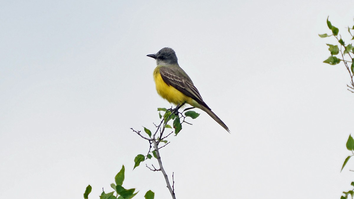 Couch's Kingbird - Andrew McCormick