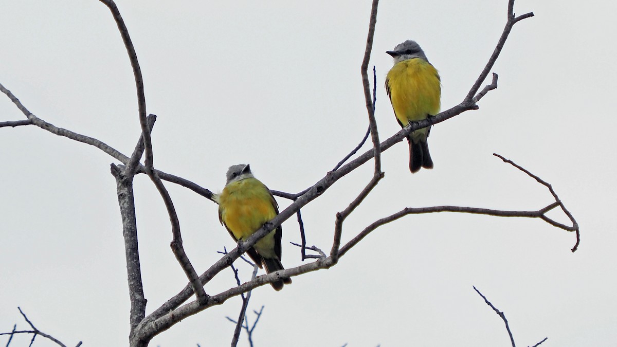 Couch's Kingbird - Andrew McCormick