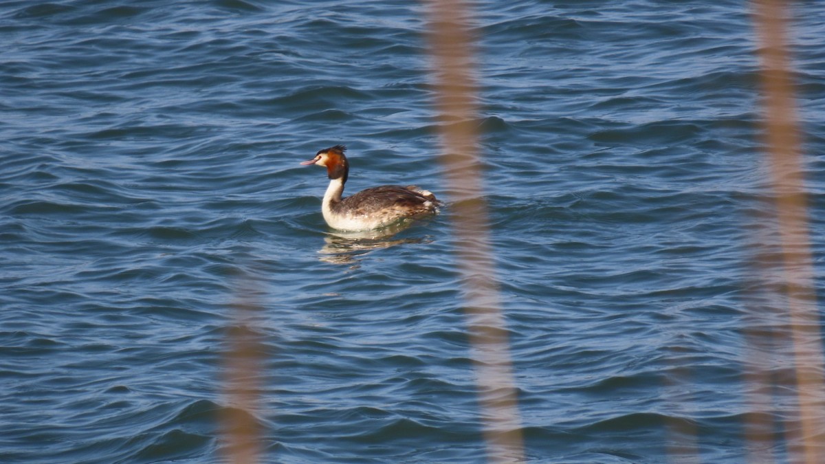 Great Crested Grebe - ML618410485