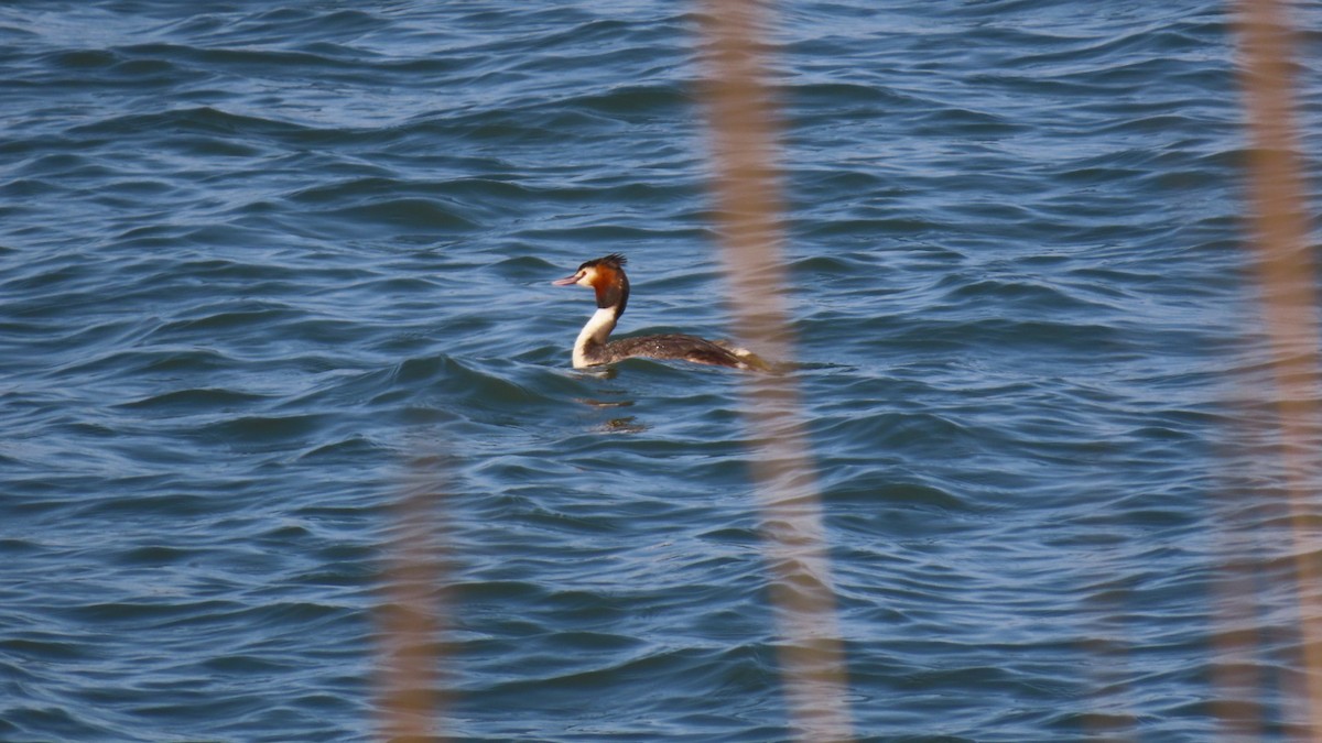 Great Crested Grebe - ML618410486