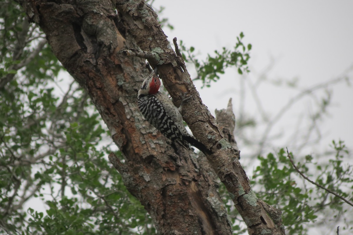 Ladder-backed Woodpecker - ML618410488