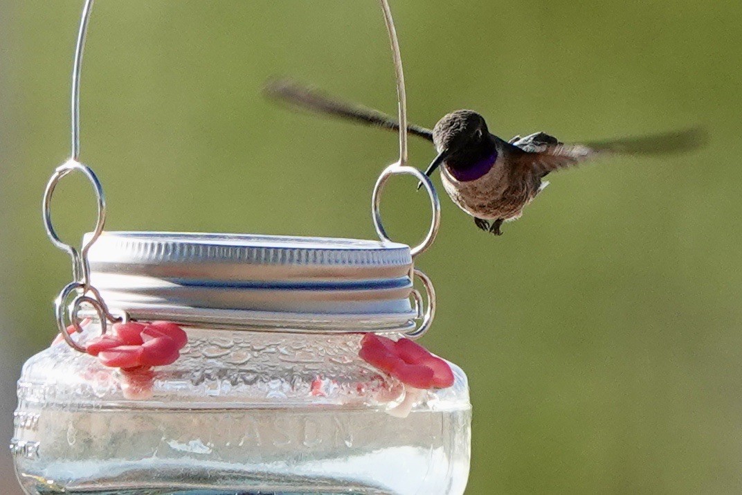 Black-chinned Hummingbird - Fleeta Chauvigne