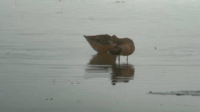 Long-billed Dowitcher - ML618410499