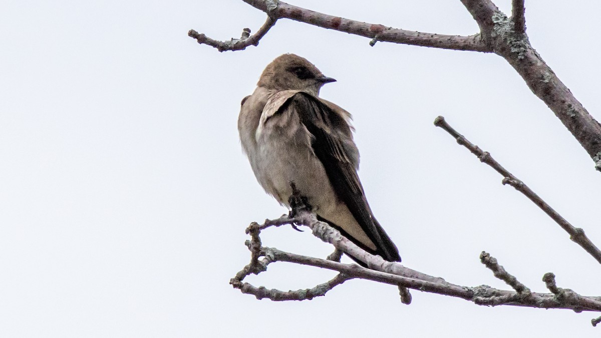 Northern Rough-winged Swallow - ML618410508