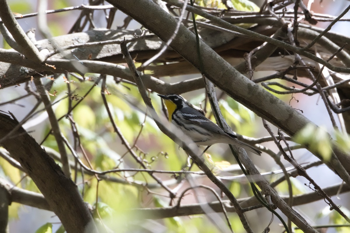 Yellow-throated Warbler - ML618410546