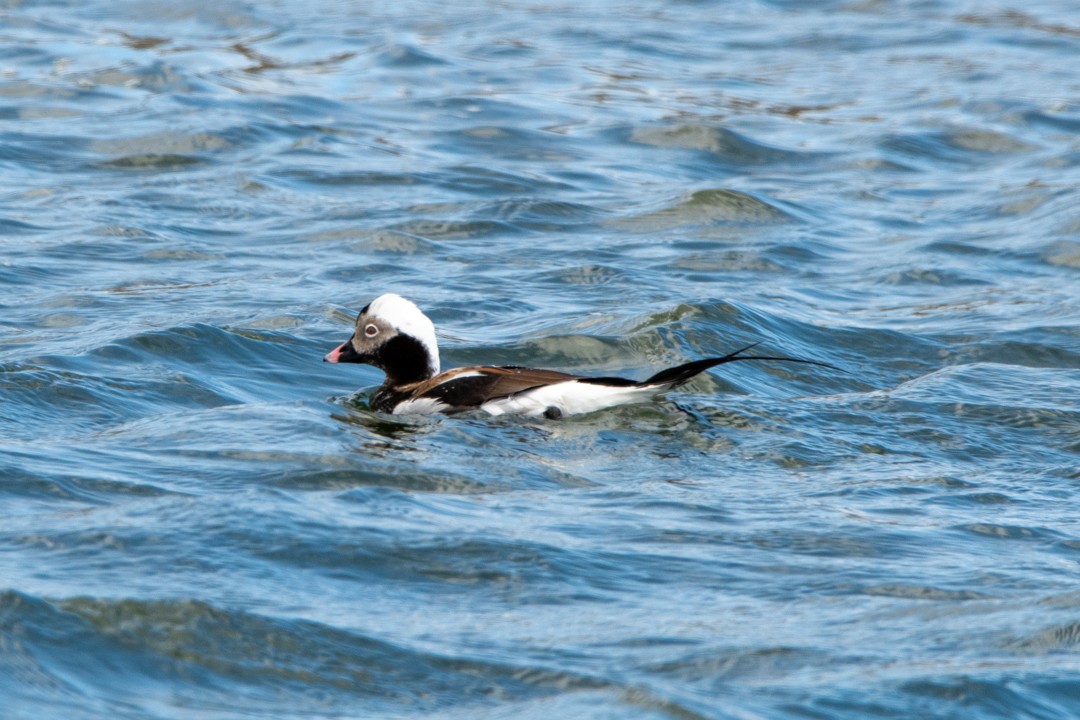 Long-tailed Duck - ML618410560