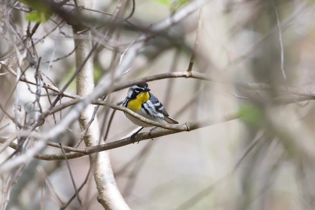 Yellow-throated Warbler - ML618410566