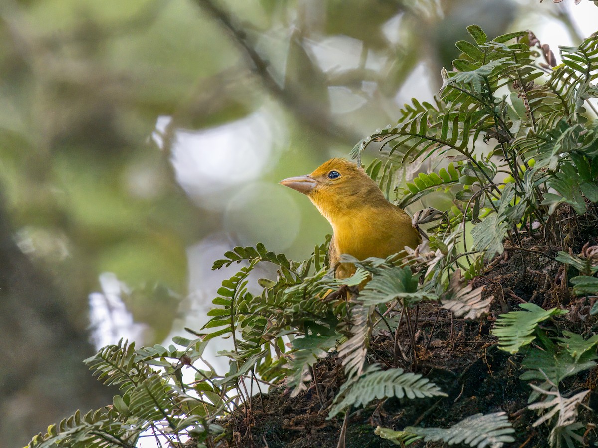 Summer Tanager - Cin-Ty Lee