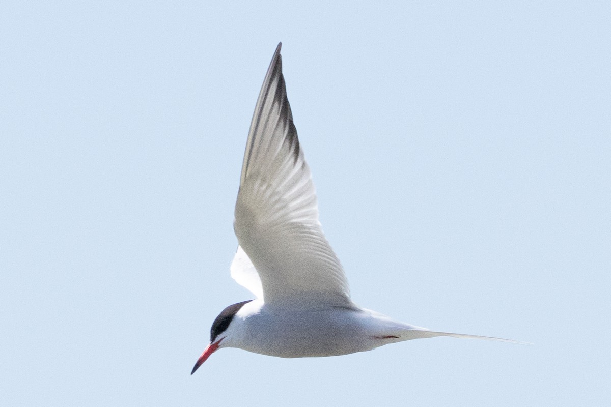 Common Tern - ML618410603