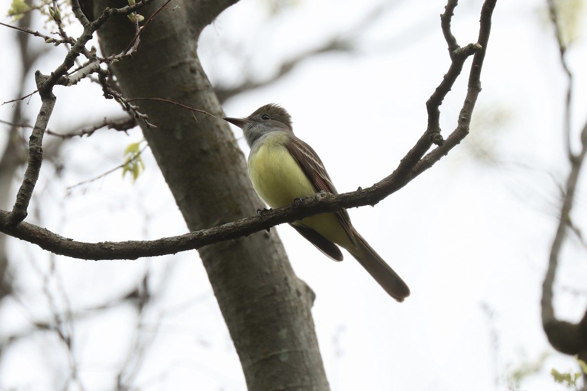 Great Crested Flycatcher - ML618410704