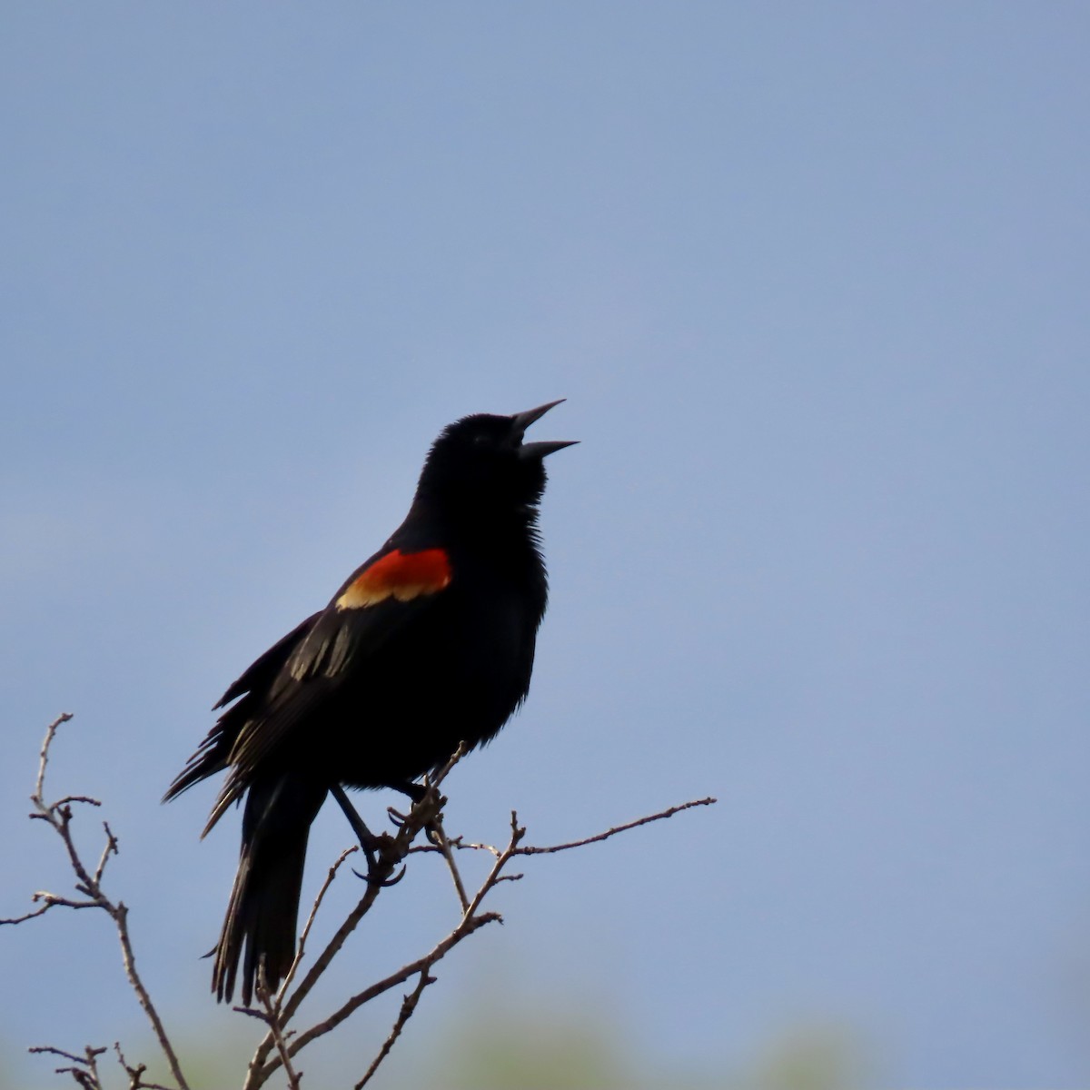 Red-winged Blackbird (Red-winged) - ML618410713