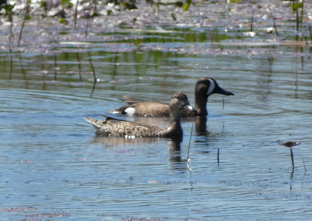 Blue-winged Teal - ML618410729