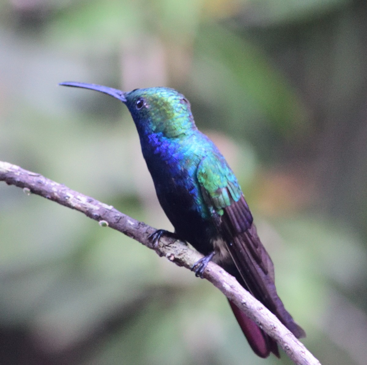 kolibřík tropický - ML618410736