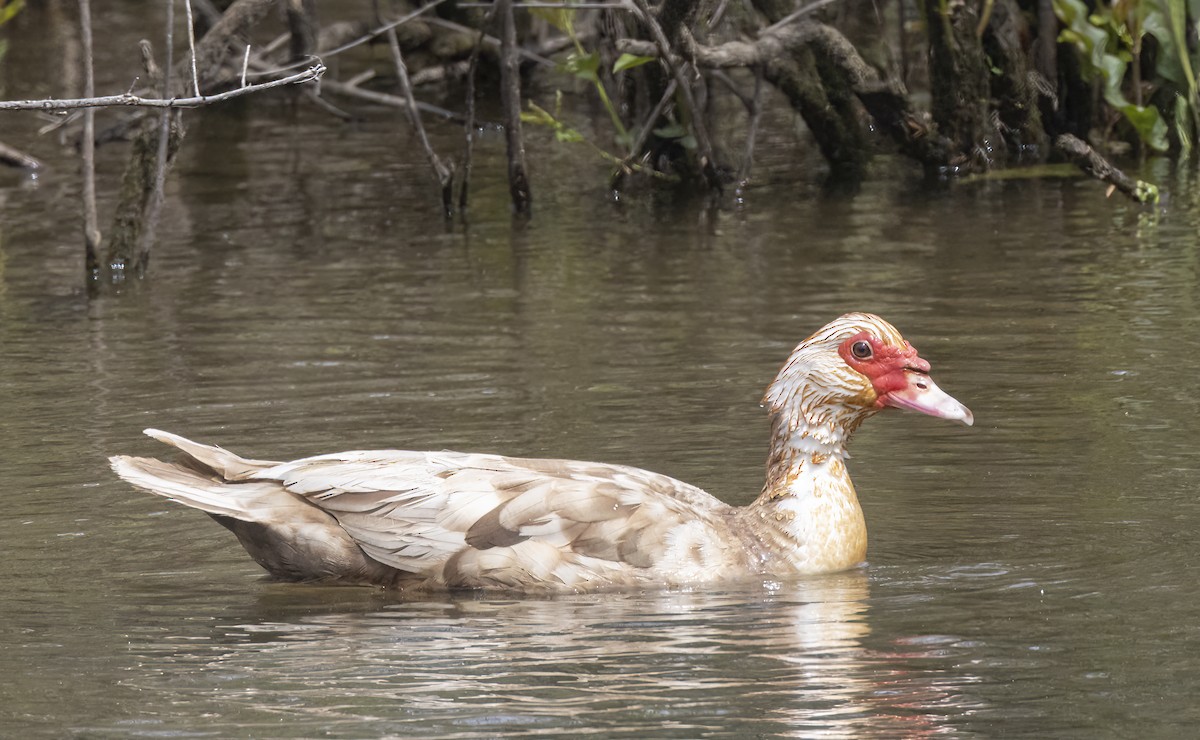 Muscovy Duck (Domestic type) - Iris Kilpatrick