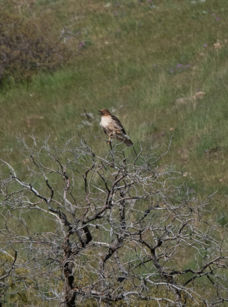 Red-tailed Hawk - ML618410754