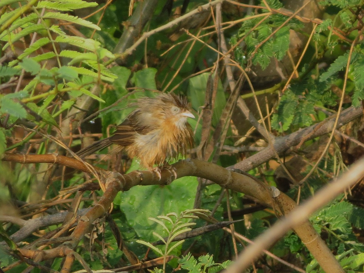 Tawny-bellied Babbler - ML618410765