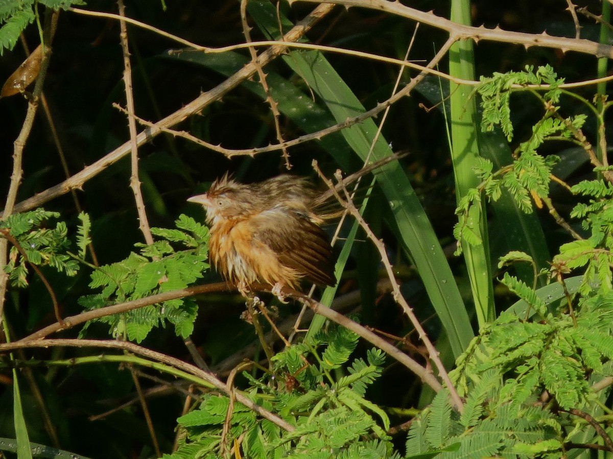 Tawny-bellied Babbler - ML618410767