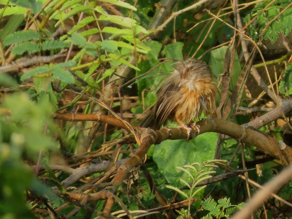 Tawny-bellied Babbler - ML618410768