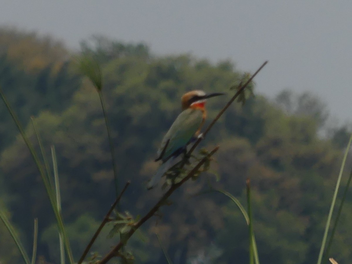 White-fronted Bee-eater - ML618410778