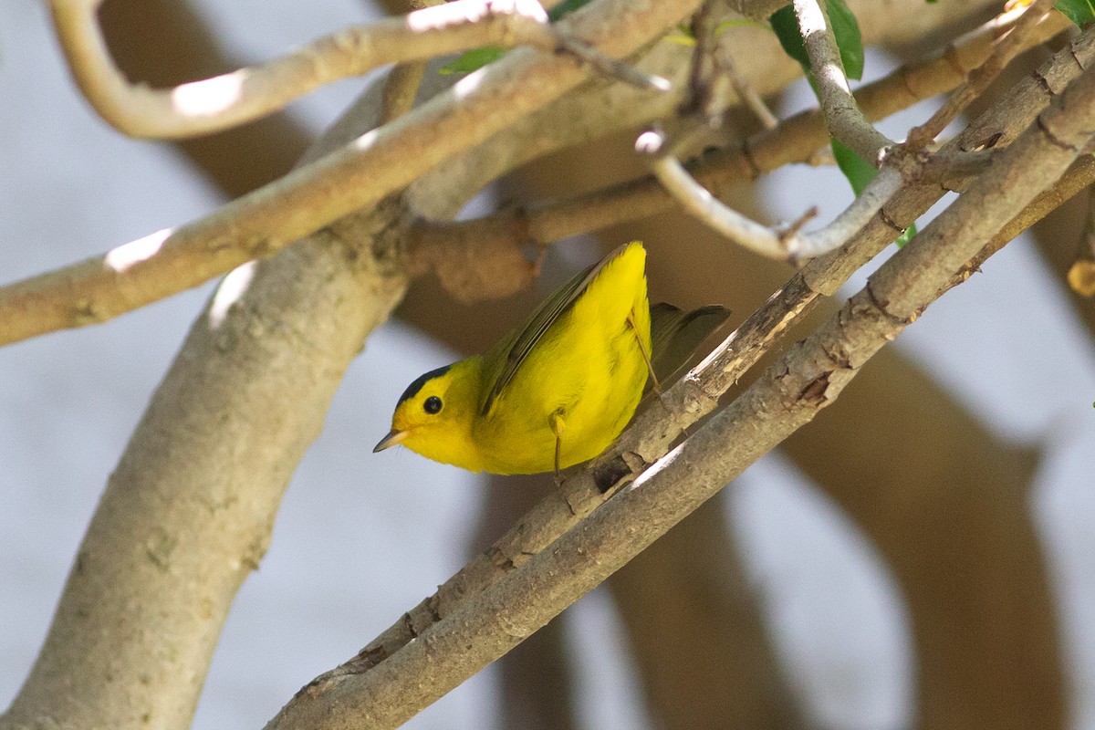 Wilson's Warbler - Nathan French