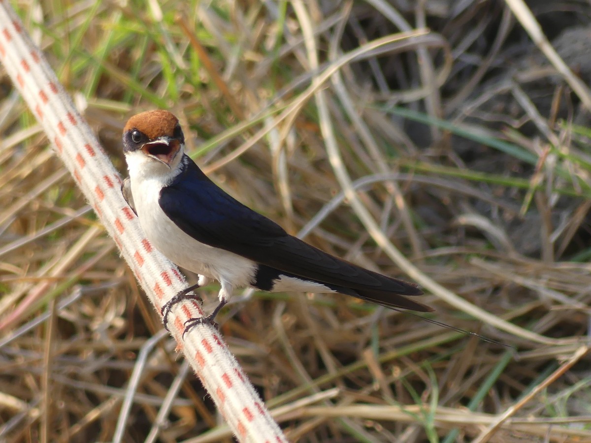 Wire-tailed Swallow - ML618410790