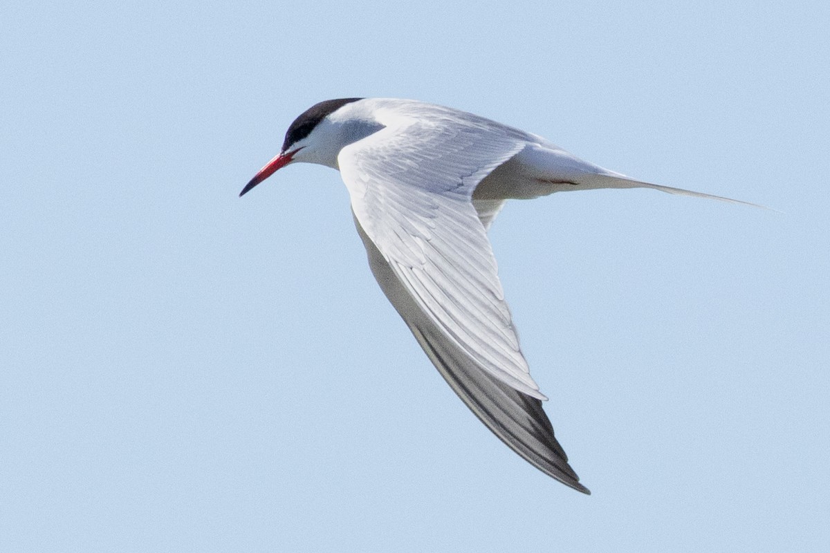 Common Tern - ML618410796