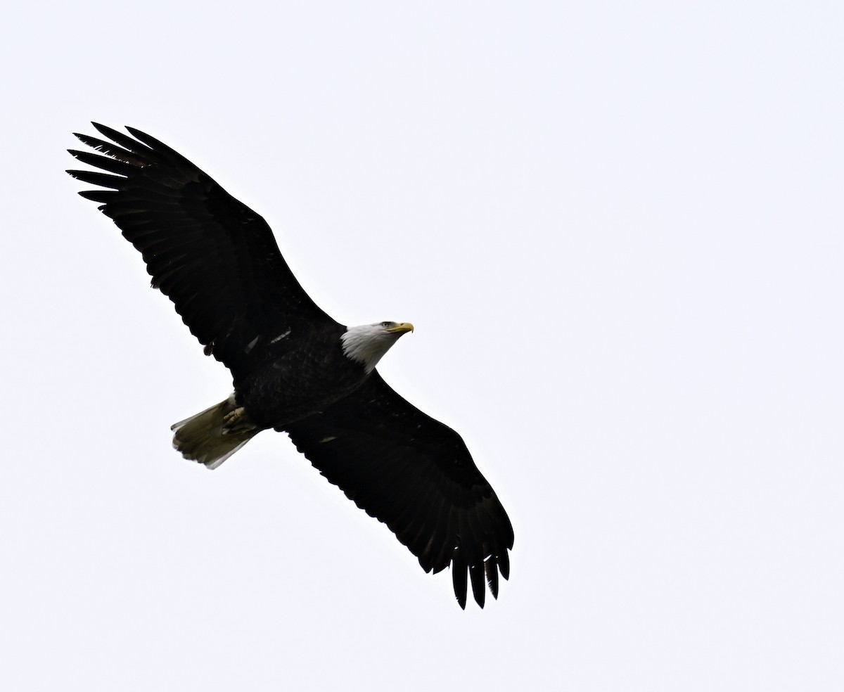Bald Eagle - ML618410815