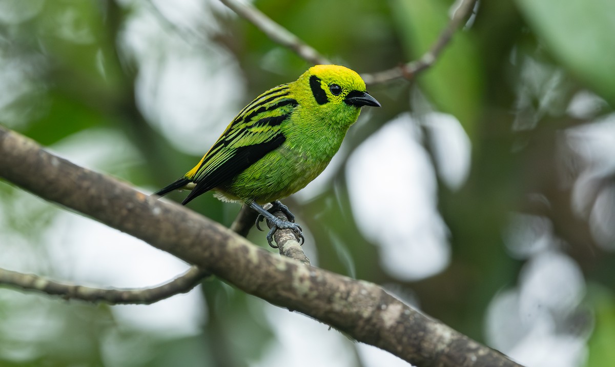 Emerald Tanager - ML618410836