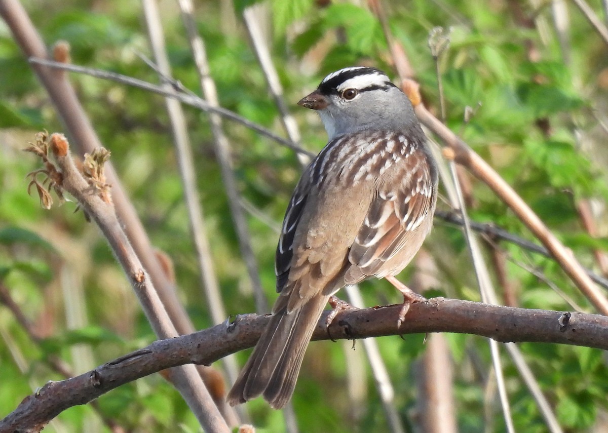 White-crowned Sparrow - ML618410856