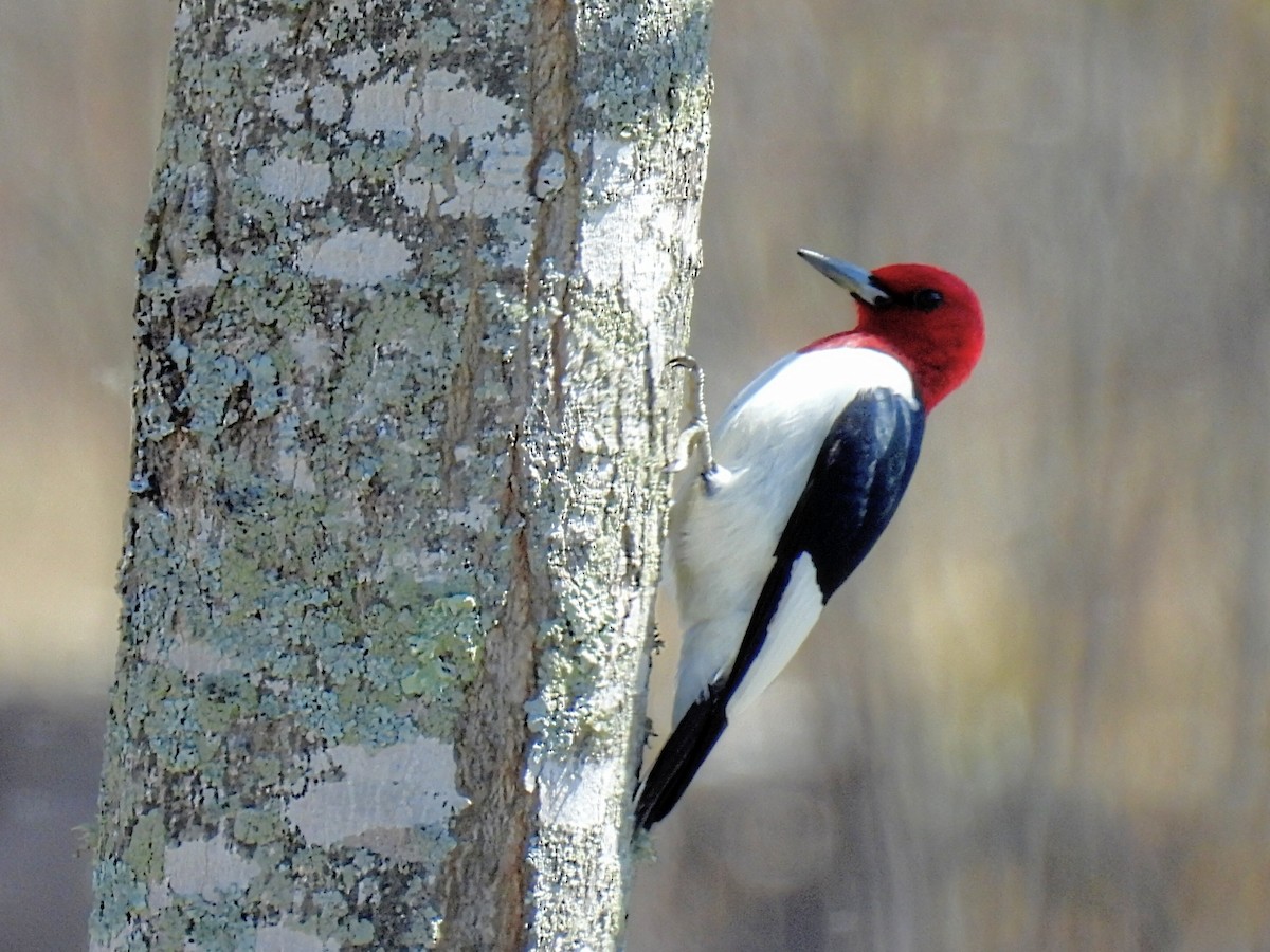 Red-headed Woodpecker - ML618410862