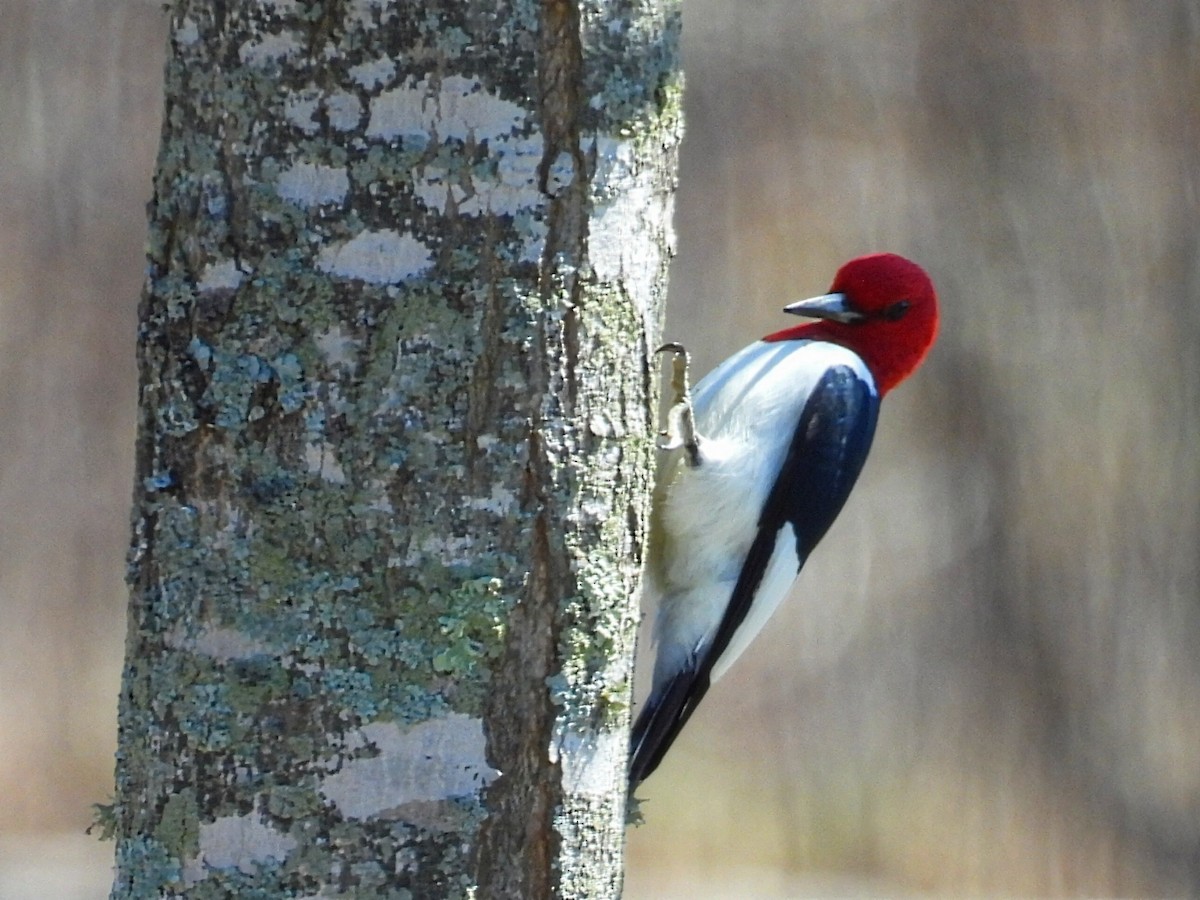 Red-headed Woodpecker - ML618410863