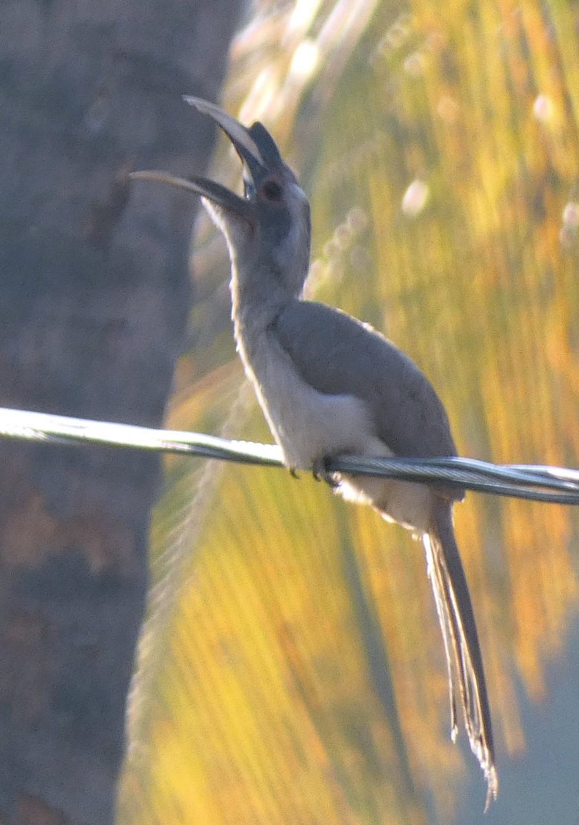 Indian Gray Hornbill - ML618410910