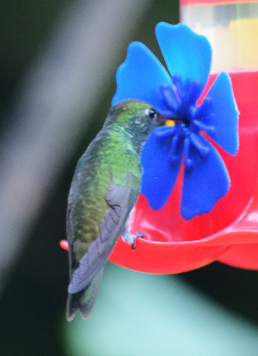 kolibřík pestrý - ML618410913