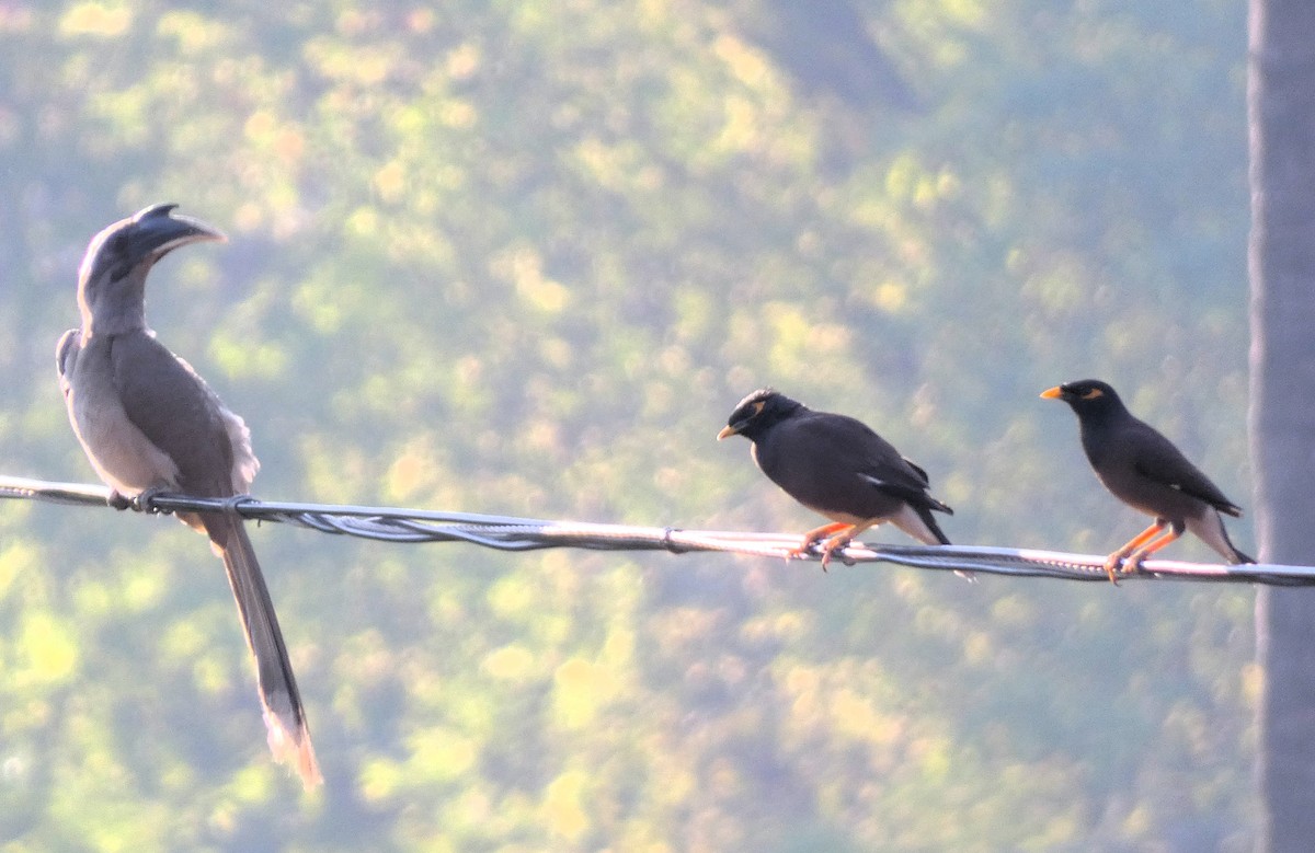Indian Gray Hornbill - Santharam V