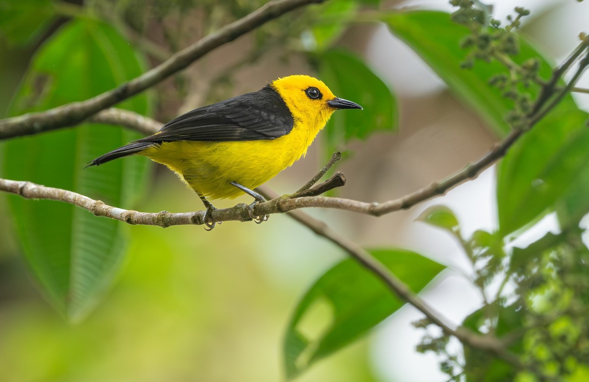 Black-and-yellow Tanager - ML618410945