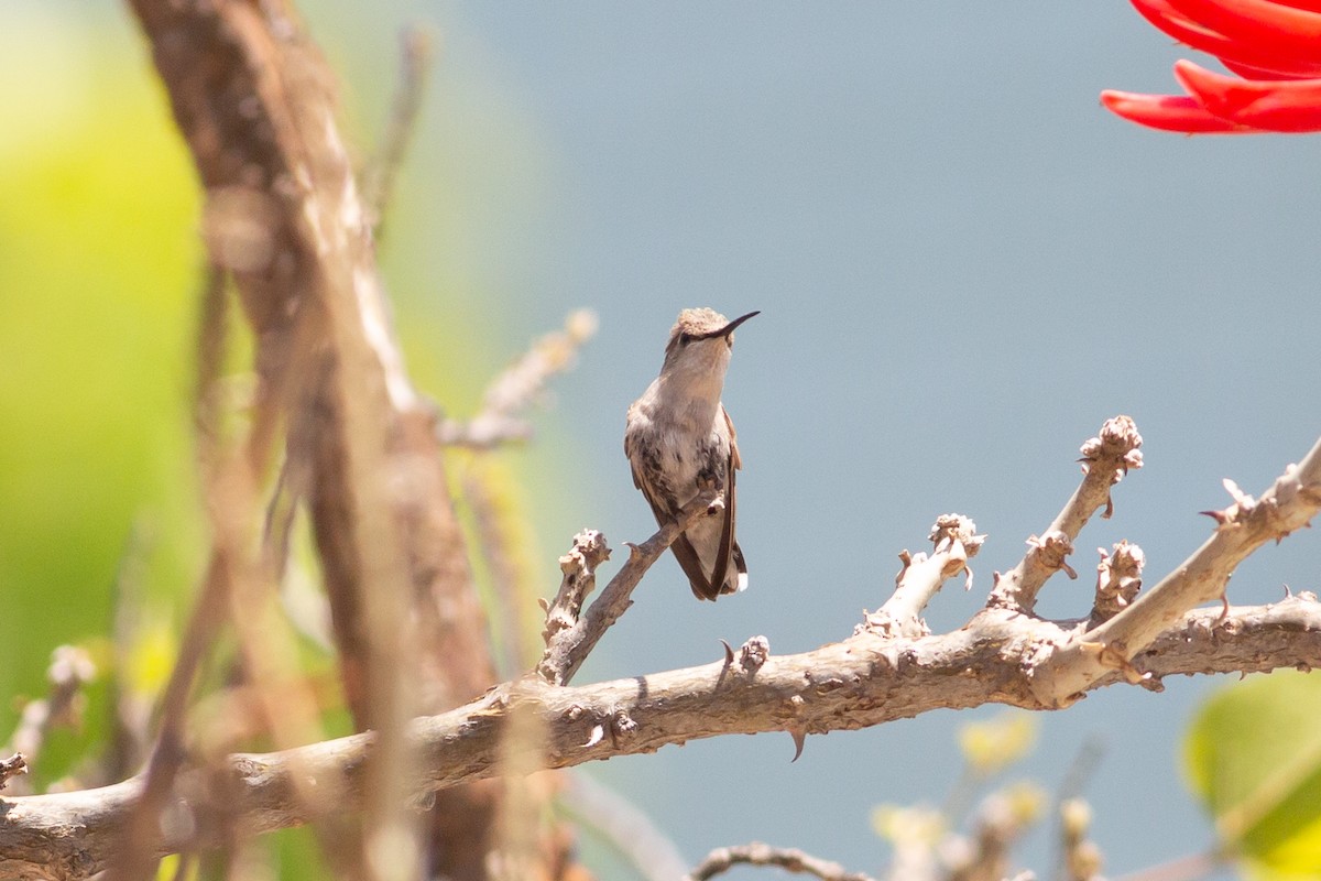 Costa's Hummingbird - ML618410960