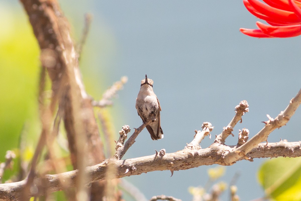 Costa's Hummingbird - ML618410961